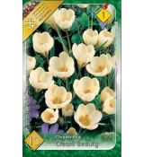 Crocus chrysanthus - Cream Beauty