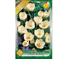Crocus chrysanthus - Cream Beauty