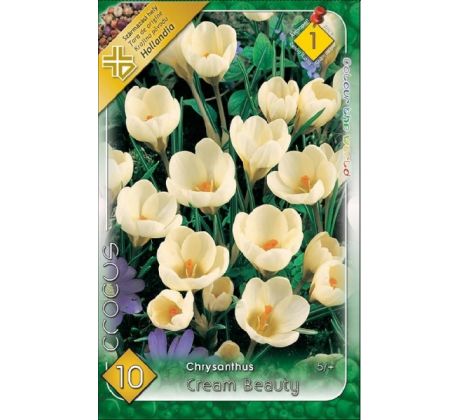 Crocus chrysanthus - Cream Beauty