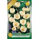 Crocus chrysanthus - Cream Beauty