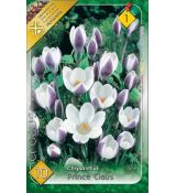 Crocus chrysanthus - Prins Claus