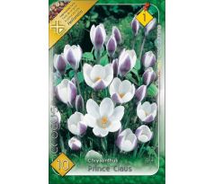 Crocus chrysanthus - Prins Claus
