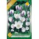 Crocus chrysanthus - Prins Claus