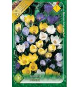 Crocus chrysanthus /botanical Mixed