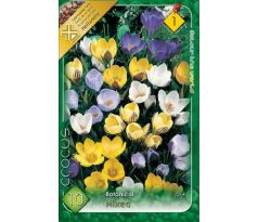 Crocus chrysanthus /botanical Mixed