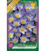 Crocus Species - Sieberi Tricolor