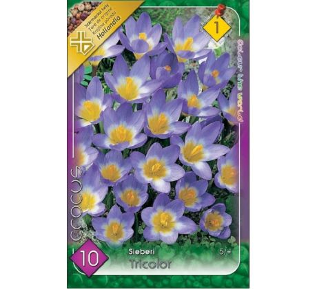 Crocus Species - Sieberi Tricolor
