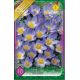 Crocus Species - Sieberi Tricolor