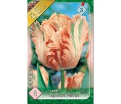 Tulipa Parrot - Apricot Parrot