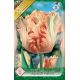Tulipa Parrot - Apricot Parrot