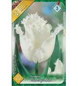 Tulipa - Honeymoon