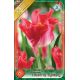Tulipa - Crown of Dynasty