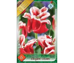 Tulipa - Elegant Crown