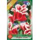 Tulipa - Elegant Crown