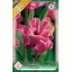 Tulipa - Picture
