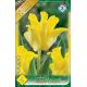 Tulipa - Yellow Crown