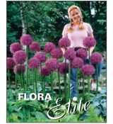 Allium - Globemaster
