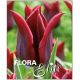 Tulipa - Lasting Love