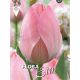 Tulipa - Mystick van Eijk