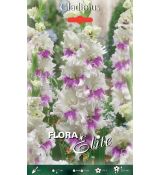 Gladiolus - Violet Heart