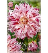 Dahlia Decorative - Bristol Stripe