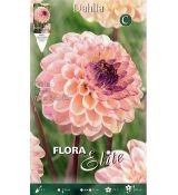 Dahlia Decorative - Wine Eyed Jill