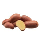 Holandské sadivo zemiakov / minihľuzy 50ks - AGOSTINO