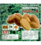 Holandské sadivo zemiakov / minihľuzy 50ks - IMPALA