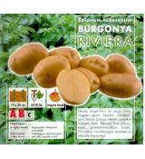 Holandské sadivo zemiakov / minihľuzy 50ks - RIVIERA