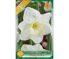 Narcissus Large Cupped - Frosty Snow