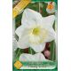 Narcissus Large Cupped - Frosty Snow