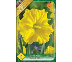 Narcissi Split Corona - Golden Disc