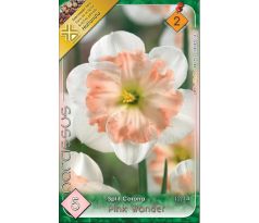 Narcissi Split Corona - Pink Wonder