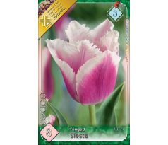Tulipa Fringed - Siesta