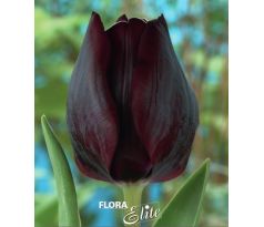 Tulipa - Ronaldo
