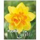 Narcissus Double - Apotheose