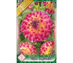 Dahlia - Hapet Daydream