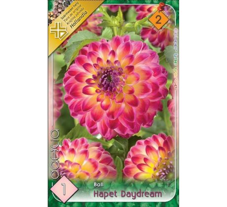 Dahlia - Hapet Daydream