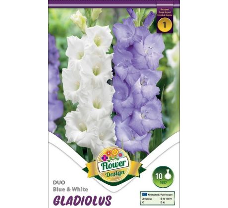 Gladiolus - Duo Blue & White