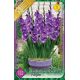 Gladiolus for pot Purple