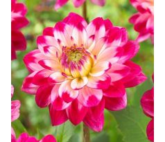 Dahlia - Senior´s Dream