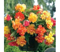 Begonia - Golden Wave