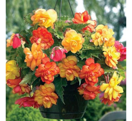 Begonia - Golden Wave