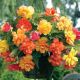Begonia - Golden Wave