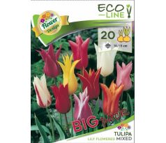 Tulipa lilyflowered mixed