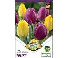 Tulipa Triumph - Purple & Yellow