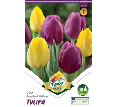 Tulipa Triumph - Purple & Yellow