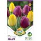 Tulipa Triumph - Purple & Yellow