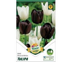 Tulipa Triumph - Black & White