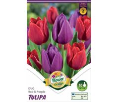 Tulipa Triumph - Red & Purple